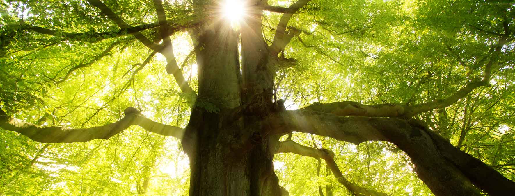 Durch die Äste einer alten Buche fällt Licht