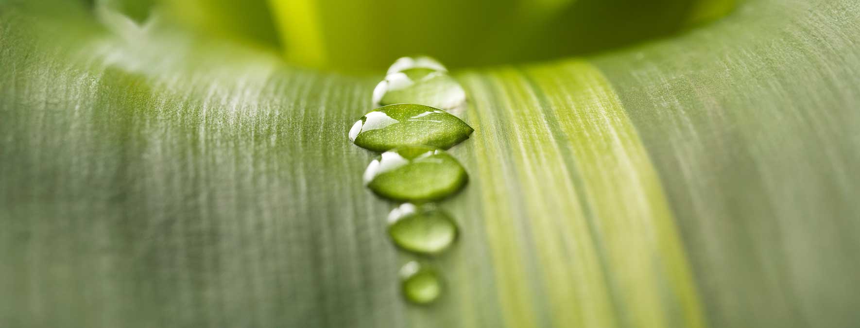 Auf einem Blatt sind Wassertropfen aufgereiht