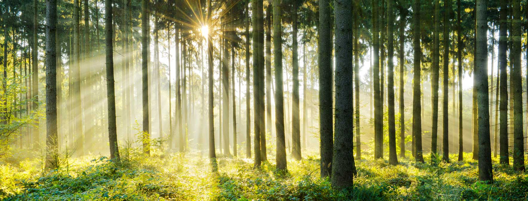 Die tiefstehende Sonne wirft ihre goldenen Sonnenstrahlen durch einen Wald