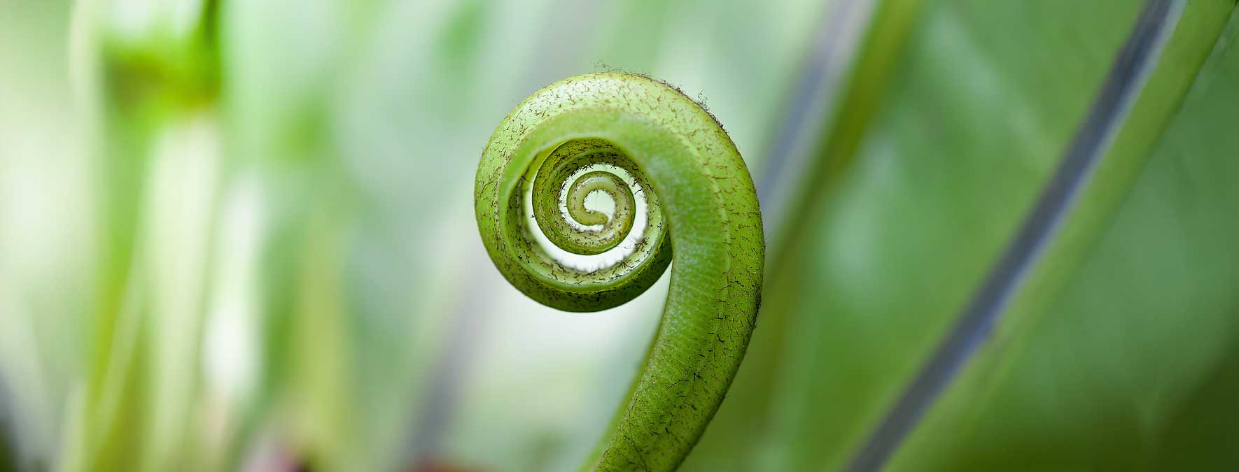 Ein Farn rollt sein Blatt aus