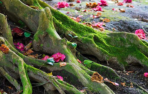 Ein alter Baum mit vermosten Wurzeln und Rosenblättern darauf